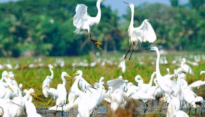 Готель Oceana Hills Residency Alappuzha Екстер'єр фото